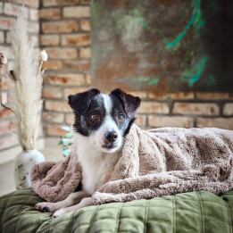 COZY Kuscheldecke für Hunde in Beige
