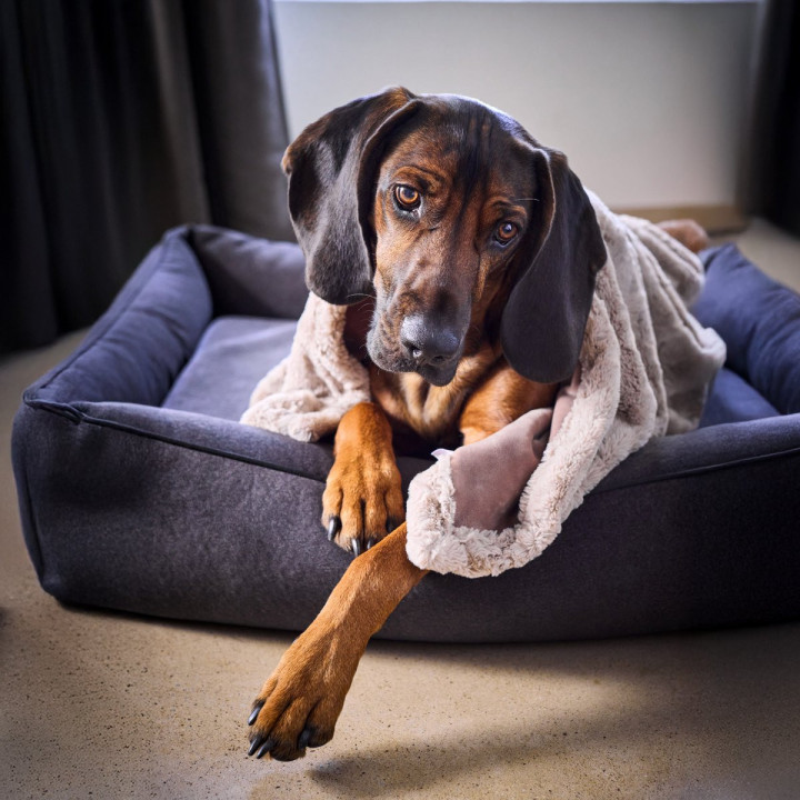 COZY Kuscheldecke für Hunde in Beige