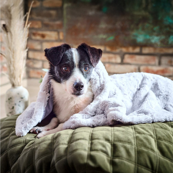 COZY Kuscheldecke für Hunde in Hellgrau