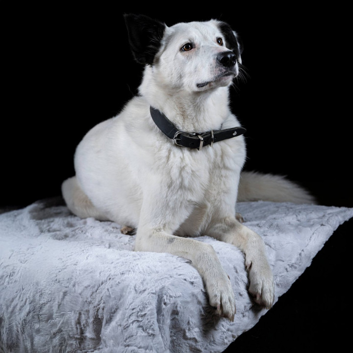 COZY Kuscheldecke für Hunde in Hellgrau