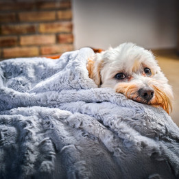 COZY Kuscheldecke für Hunde in Hellgrau