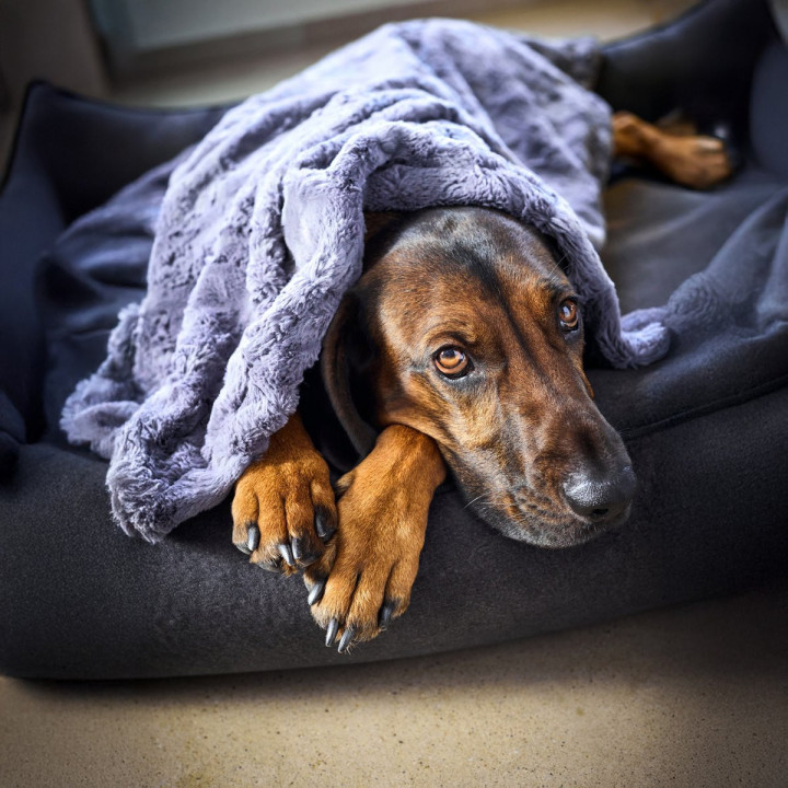 COZY Kuscheldecke für Hunde in Anthrazit