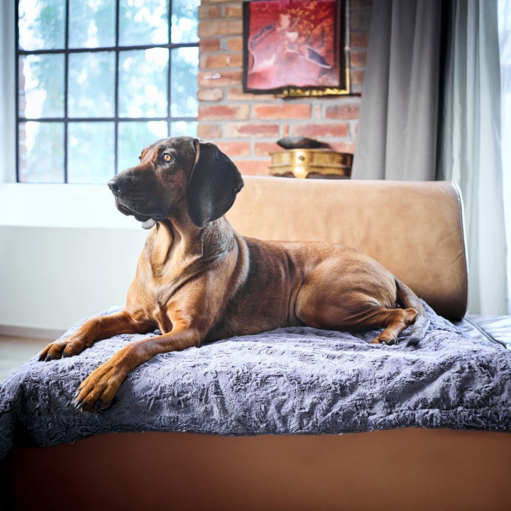 COZY Kuscheldecke für Hunde in Anthrazit