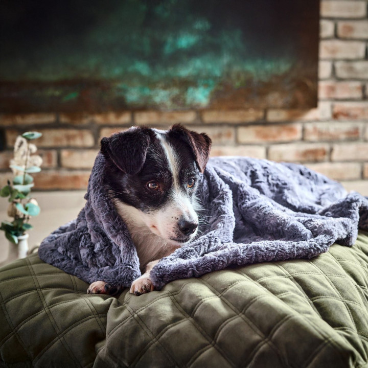 COZY Kuscheldecke für Hunde in Anthrazit
