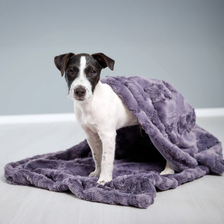 COZY Kuscheldecke für Hunde in Anthrazit