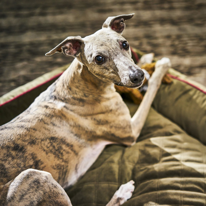 OXFORD I Classic Hundebett - Olive