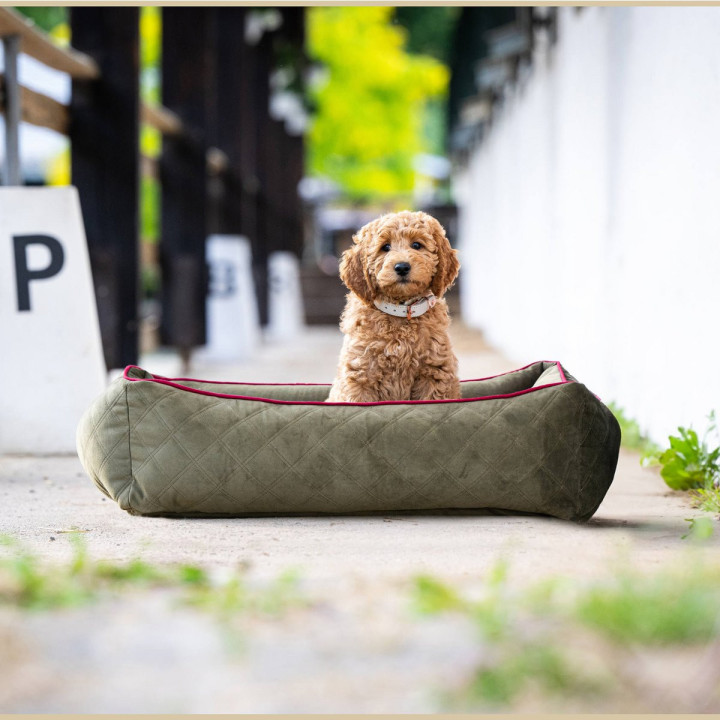 OXFORD I Classic Hundebett - Olive